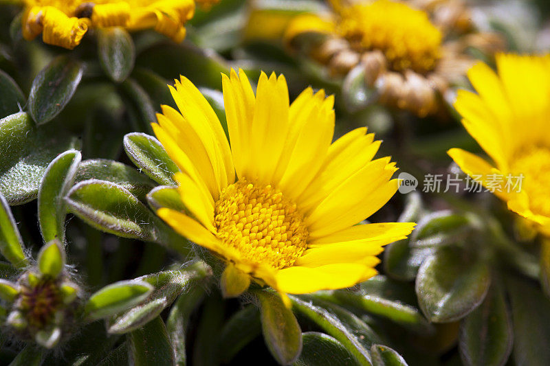 西班牙马略卡岛的野花(Asteriscus maritimus)